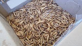 Superworms died on the way from eBay seller