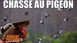 Chasse aux pigeons ramiers