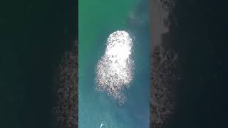 Ocean Whale Feeding 1 ton ocean food at One time #shorts #animals #whale