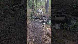 Good dog 🐾 #dog #ilovemydog #gooddog #dogshorts #kangal