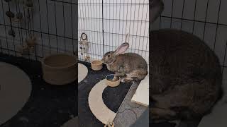 Flemish Giant Rabbit Making Sure I Know Who The Boss Is!