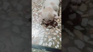 New born kitten/cute kitten😺/kitty/Persian kittens/beautiful kittens#shorts#tiktok#cat#kitten