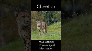 Cheetah