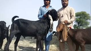 Betal cross dogli for sale | Goat farming  | Goat farm | small goat farm | بیتل کراس دوغلی