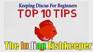 Top 10 Tips To Keep Discus With Ease | The Indian Fishkeeper