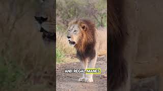 Are Lions the Ultimate Big Cat? #shorts