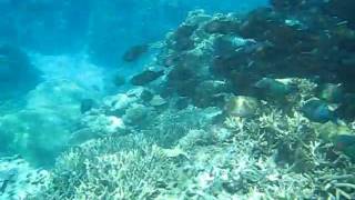 Parrotfish Mass Turtle Bay: Best Snorkeling Great Barrier Reef.AVI