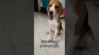 Fetch Training for Beagle Puppy|#Shorts