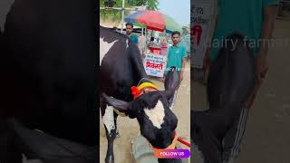 Cow for sale ਪਿੰਡ ਠੁਲੀਵਾਲ (ਬਰਨਾਲਾ ) number-85280 60049 #cow #bufflo #farmer #farming #buffalow