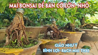 19/06. 15 Mã Số Mai Bonsai Đế Đẹp Nhiều Loại Giống Mới Cũ. ☎Trang 0971.118.064