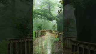 Nature | Summer rain, rain watsapp status, rain weather, Nature 4k videos | Short video