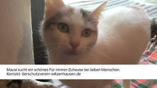 Notfellchen: Diese Katze aus dem Tierheim sucht ein Zuhause