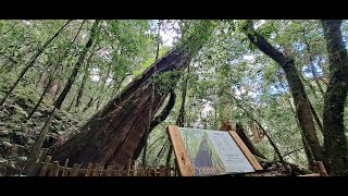 #315【YANG 5000km Around Taiwan On Foot】《Sacred Trees》Hsinchu City，Qalang Smangus Sacred Trees【11 km】