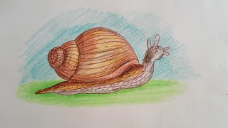 How To Draw Snail || Easy Step By Step||🐌🐌🐌