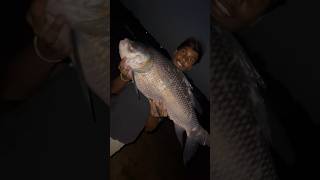 Big size katla fish | పెద్ద బొచ్చు చేప 7కేజీ | #shorts #fishing # fish