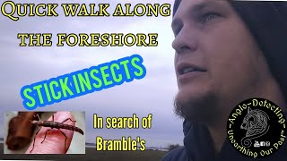 Quick Walk Along the Foreshore |Stick Insects| |Bramble|