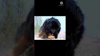 Tibetan mastiff dangerous dog🐶🐕 this breed was very dangerous