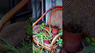 隱身老宅人文空間裡的下午茶Afternoon tea in the old house renovation space