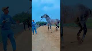 إبداع الخيل 🔥🐴 ماشاء الله ❤️🇲🇦