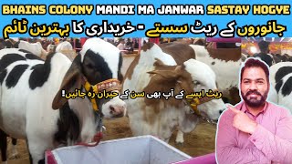 Bhains Colony Mandi Ma Janwar Hue Sastay || Cow Mandi Karachi 2024 || Karachi Mandi Vlog