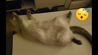 British Shorthair Kitten funny sleeping 😴 💤 🤣