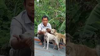 Breeding dogs on the roof