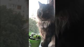 ГЄРА У ПОШУКАХ Їжі #cat #кіт #like #mainecoon #catlover #кішки #funnycat #kitty #кішка #pets #kitten