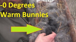 Baby Bunnies in Frigid Weather