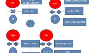 Sistema nervioso autonomo 2