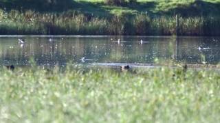 Wilson's Phalarope