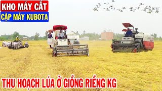 Cận Cảnh Cặp Máy Cắt KUBOTA Thu Hoạch Lúa Ở Cánh Đồng Giồng Riềng Kiên Giang | Kho Máy Cắt