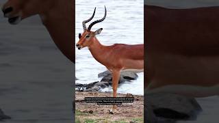 Why Impalas are the kings of the Savannah