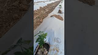 Papaya farming with drip irrigation #shorts #drip #viral