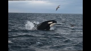 Orca baitball, Skjervoy Norway 22 october 2024