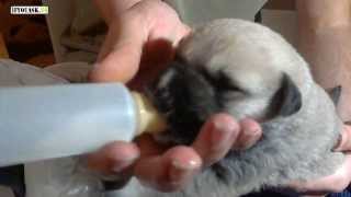 Meet Hero's Brother: 2 Day Old Puppy Drinking Milk: Puppy's 1st Day At My Home