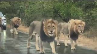 ‘Stunning but scary’: Watch this viral video of lions halting traffic at an African national park