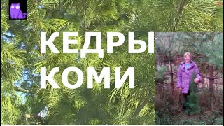 Кедры Коми