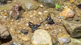 White Dragontail butterfly - Lamproptera curius