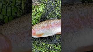 2024 Trout Season Opener (6 Rainbows) #fishing #trout #rainbowtrout #pennsylvania