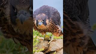 Juvenile falcon having little snack to practice survival #falcon #wildlife #bird #birdofprey #film