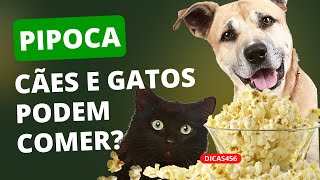 Dica Pet: O CACHORRO OU GATO PODE COMER PIPOCA?