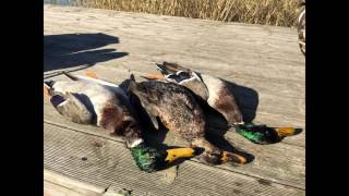 Duck hunting in Ukraine/Супер охота на утку 05.10.2016