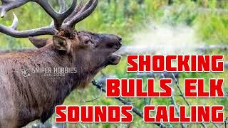 BULLS ELK - MP3 SOUND CALLING FOR HUNT