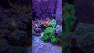 Aquarium MTP #00014 #aquarium #marinetank #reefaquarium #reef #update #tank #fishtank #coralreef