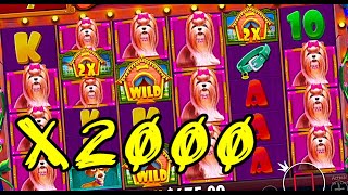 Dog House 💰 TOP MEGA, BIG, MAX WINS OF THE WEEK IN ONLINE CASINO 💰 ONLINE CASH GAMES