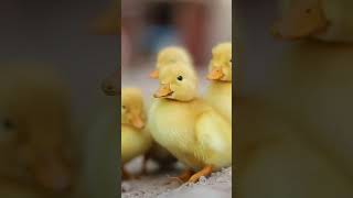 Cute Ducks Babies