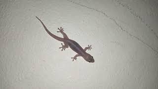 🦎A YOUNG LIZARD🦎 Sub Me Thanks