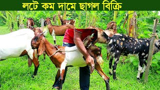 লটে কম দামে দুধের ছাগল সহ ক্রস ছাগল নিতে পারেন goat farm