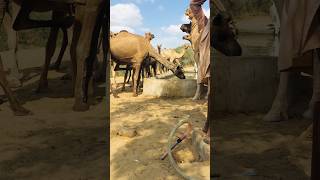 Camel drinking water time #shorts  #shortvideo #youtubeshorts