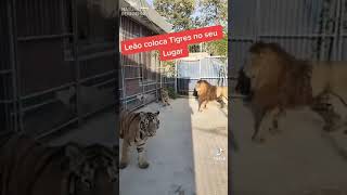 Leão vs tigre 🦁🐯